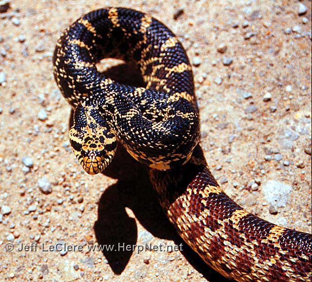 Gopher Snake Size Chart: Growth Patterns