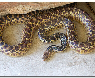 Gopher Snake Size: Understanding Their Growth Patterns