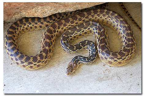 Gopher Snake Size: Understanding Their Growth Patterns