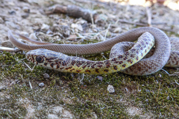 Gopher Snake Species List: Complete Regional Guide