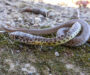 Gopher Snake Species List: Complete Regional Guide