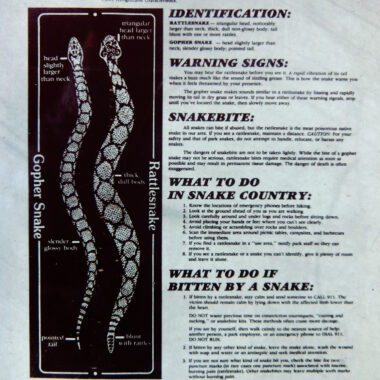 Gopher Snake Teeth and Bite: Safety Guide