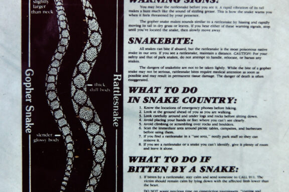 Gopher Snake Teeth and Bite: Safety Guide