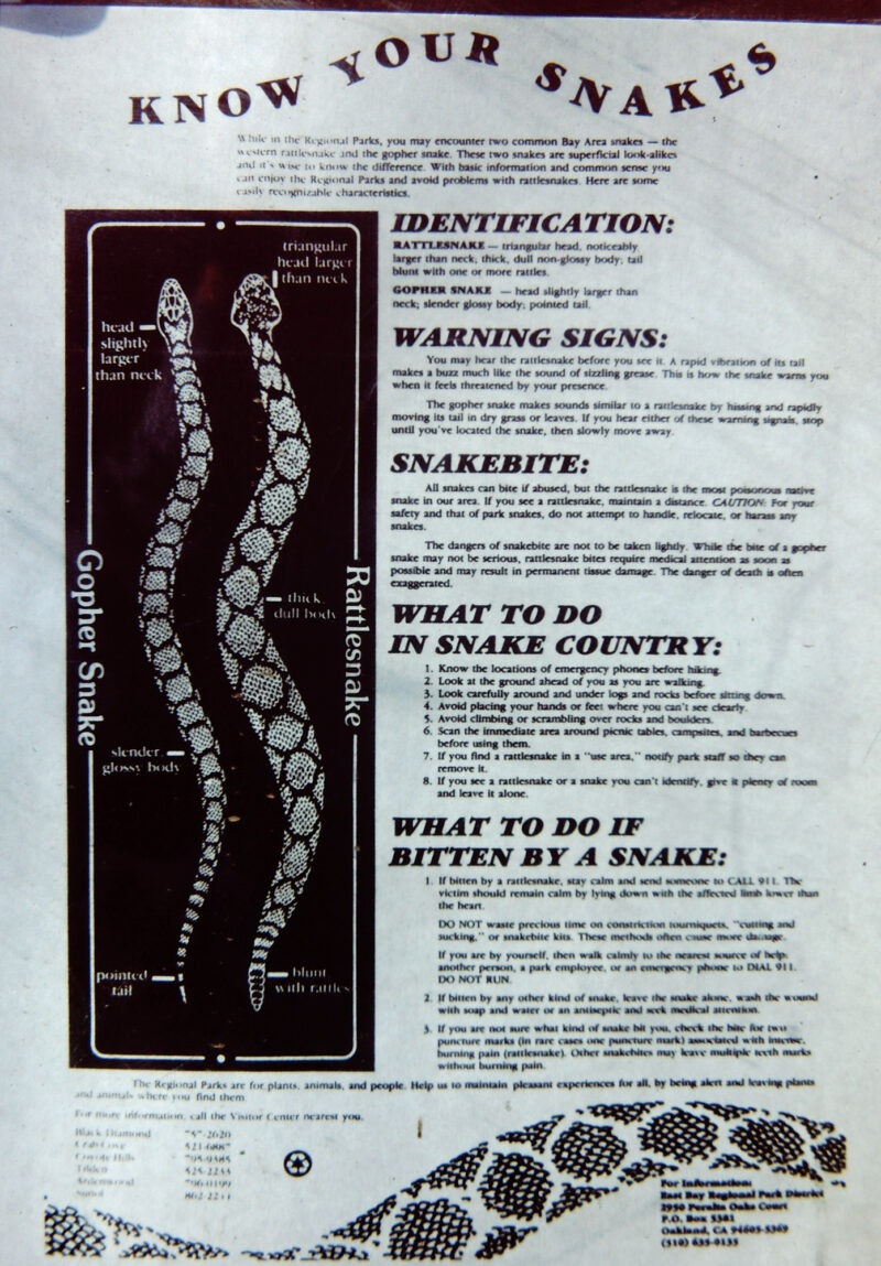 Gopher Snake Teeth and Bite: Safety Guide