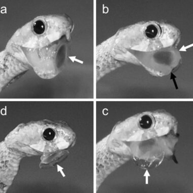 Gopher Snake Teeth: Understanding Their Anatomy