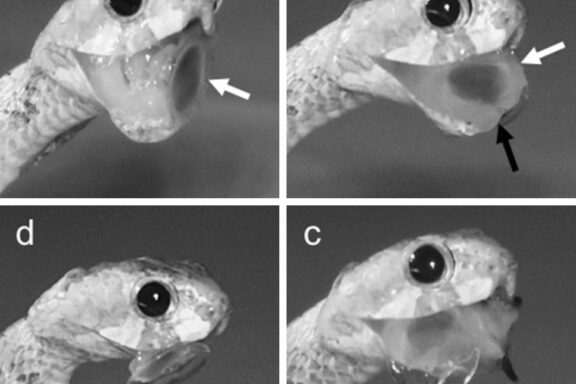 Gopher Snake Teeth: Understanding Their Anatomy