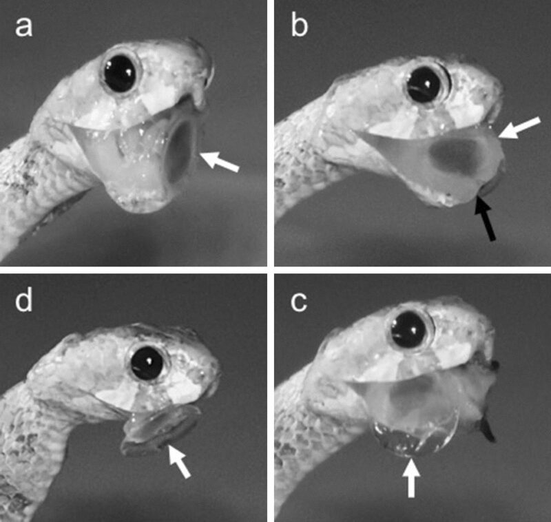 Gopher Snake Teeth: Understanding Their Anatomy