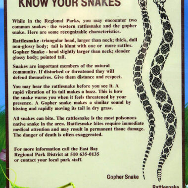 Gopher Snake vs Garter Snake: Species Guide