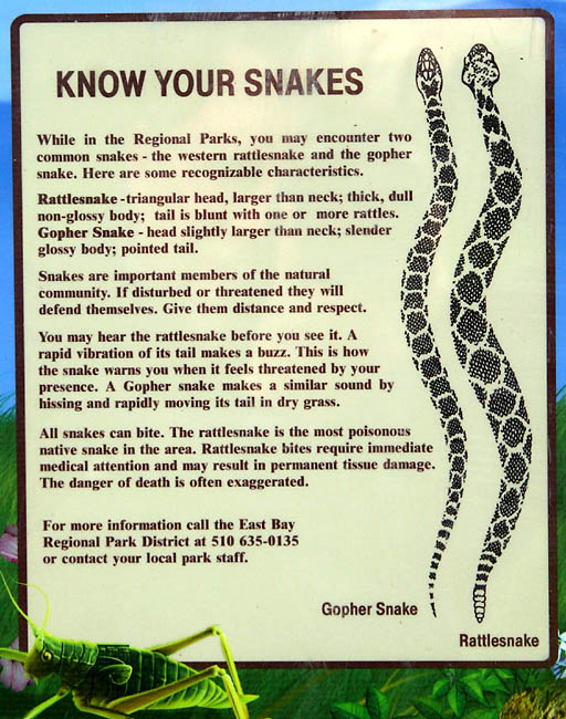 Gopher Snake vs Garter Snake: Species Guide