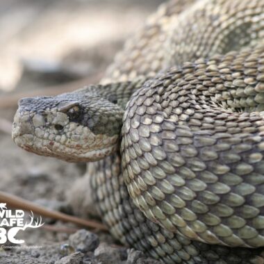 Gopher Snake vs Rattlesnake: Identification Guide