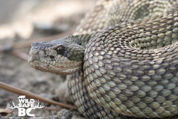 Gopher Snake vs Rattlesnake: Identification Guide