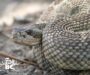 Gopher Snake vs Rattlesnake: Identification Guide