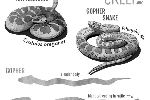 Gopher Snake vs Rattlesnake: Key Differences Guide