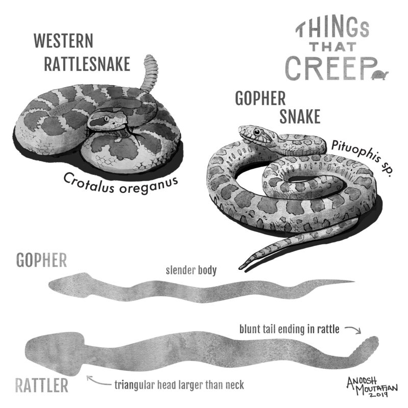 Gopher Snake vs Rattlesnake: Key Differences Guide