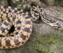 Gopher Snakes as Pets: Complete Care Guide