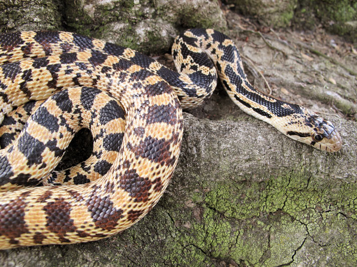 Gopher Snakes as Pets: Complete Care Guide