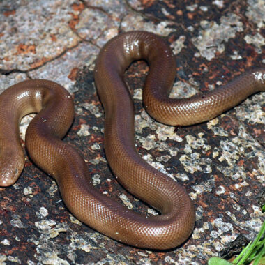 Gopher Snakes in San Diego: Local Species Guide