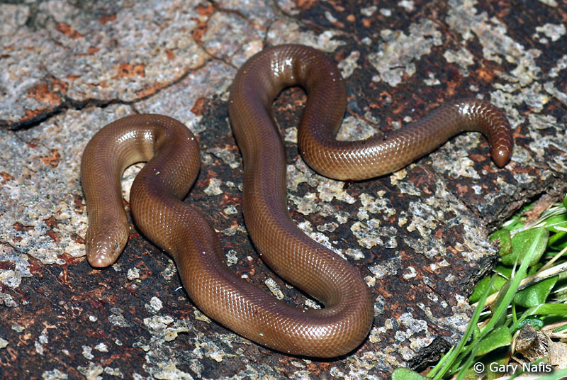 Gopher Snakes in San Diego: Local Species Guide