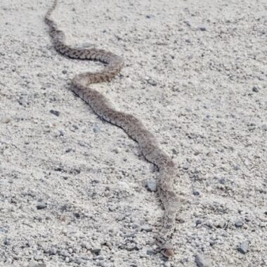 Gopher Snakes in Utah: Regional Guide