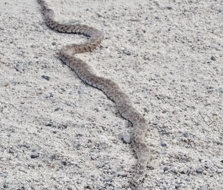 Gopher Snakes in Utah: Regional Guide