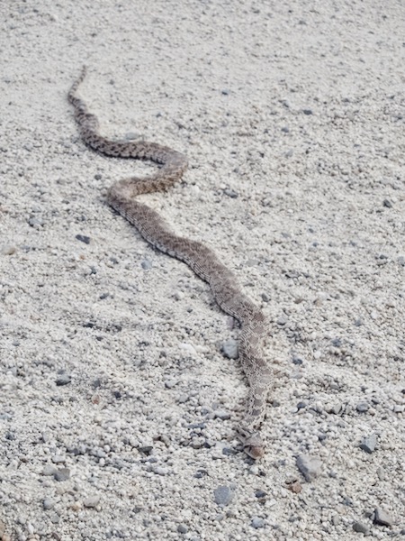 Gopher Snakes in Utah: Regional Guide