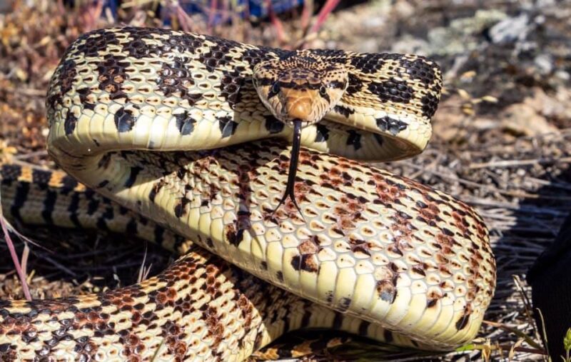 Great Basin Gopher Snake: Field Guide