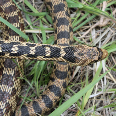 Great Basin Gopher Snake: Regional Species Overview