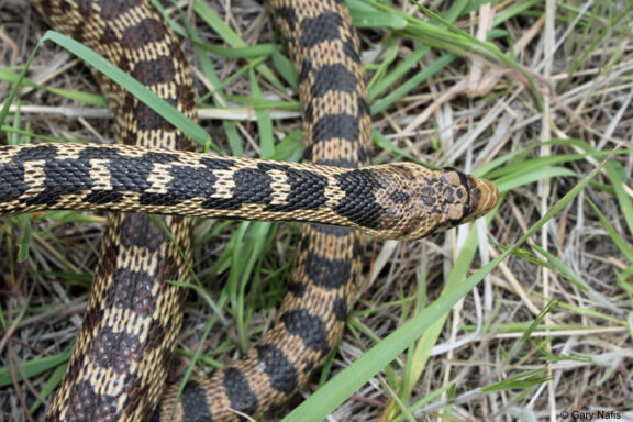 Great Basin Gopher Snake: Regional Species Overview