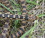 Great Basin Gopher Snake: Regional Species Overview