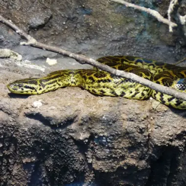 Green Anaconda vs Yellow Anaconda: Species Guide