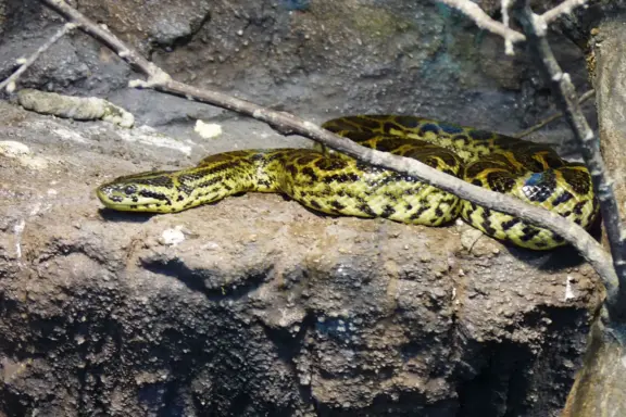 Green Anaconda vs Yellow Anaconda: Species Guide