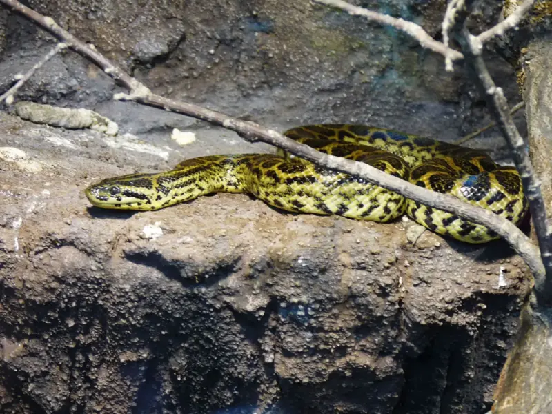 Green Anaconda vs Yellow Anaconda: Species Guide