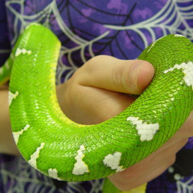 Green Tree Python as Pet: Owner's Guide