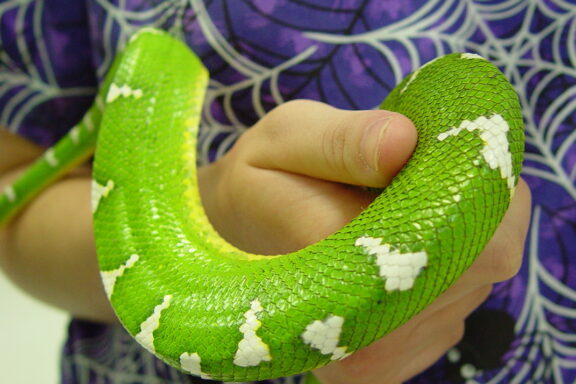 Green Tree Python as Pet: Owner's Guide