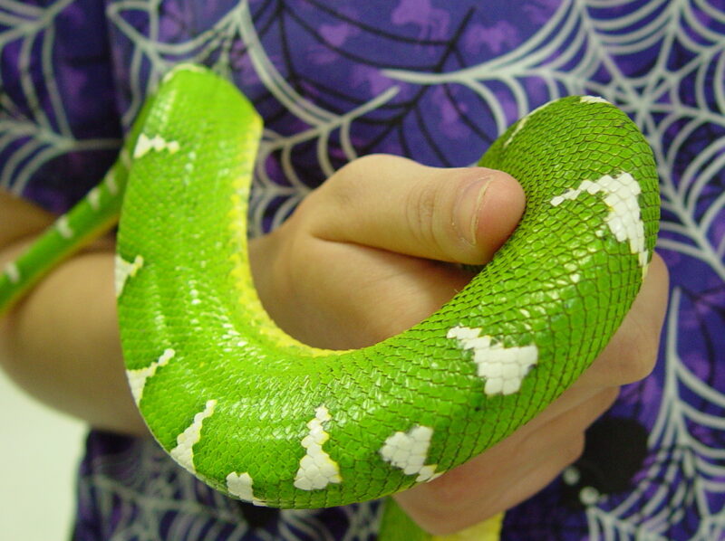 Green Tree Python as Pet: Owner's Guide