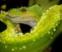 Green Tree Python Breeding: Complete Care Guide