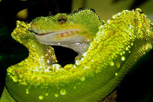 Green Tree Python Breeding: Complete Care Guide