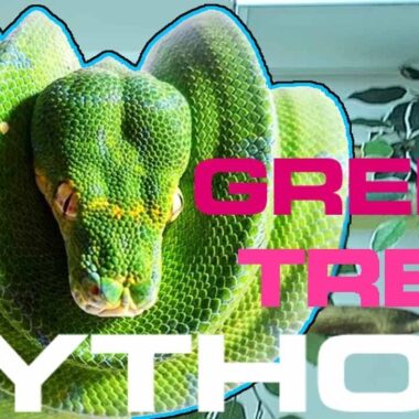 Green Tree Python Care: Essential Guide for Owners