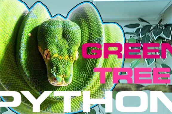 Green Tree Python Care: Essential Guide for Owners