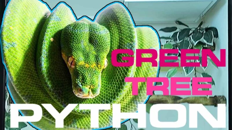 Green Tree Python Care: Essential Guide for Owners