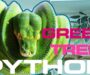 Green Tree Python Care: Essential Guide for Owners