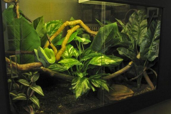 Green Tree Python Enclosure: Setup Guide