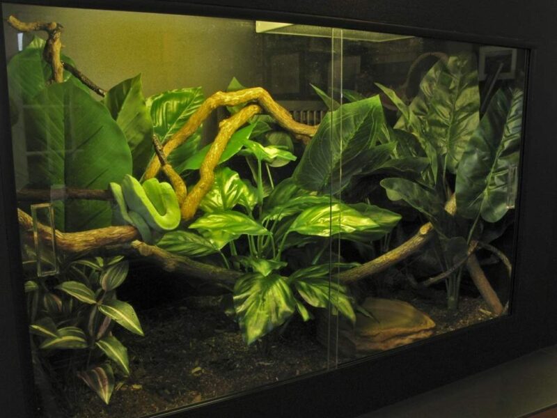 Green Tree Python Enclosure: Setup Guide