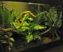 Green Tree Python Enclosure: Setup Guide