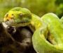 Green Tree Python Fun Facts: Amazing Species Info