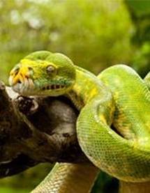 Green Tree Python Fun Facts: Amazing Species Info