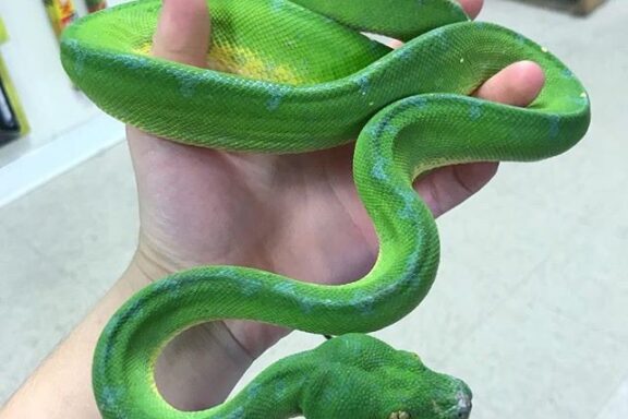 Green Tree Python Handling: Safe Practices Guide