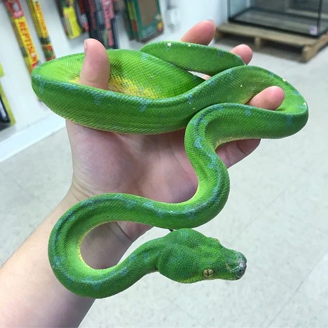 Green Tree Python Handling: Safe Practices Guide