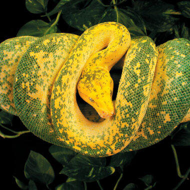 Green Tree Python Species: Types and Varieties