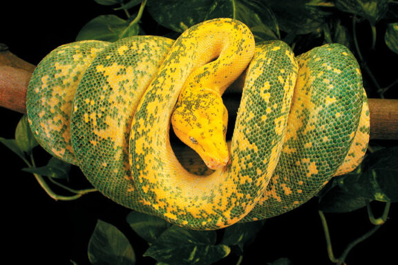 Green Tree Python Species: Types and Varieties